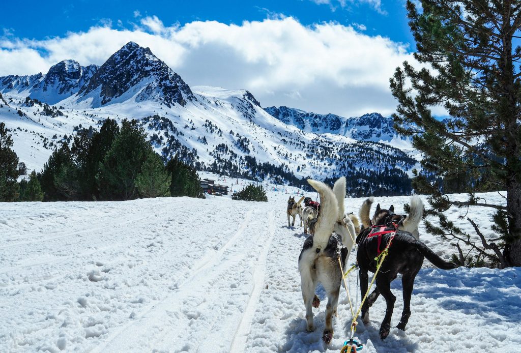 Alaskan huskies tour