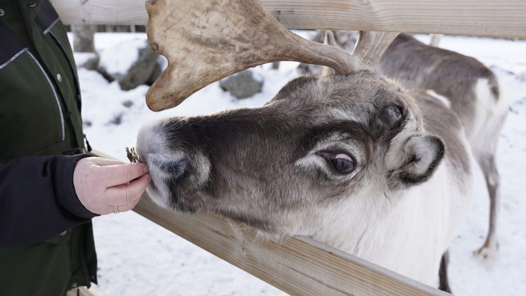 Meeting the Reindeer
